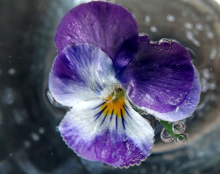 三色堇,水,紫罗兰色