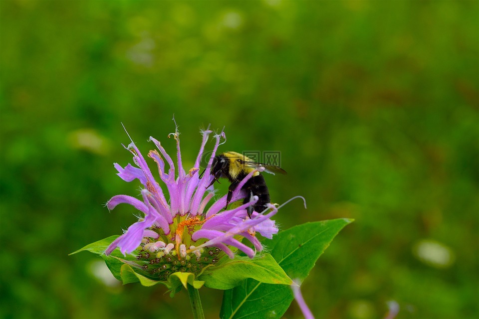 蜜蜂,大黄蜂,花