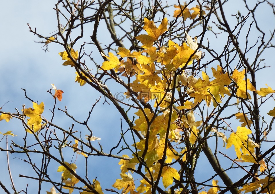 枫叶,槭树,秋季