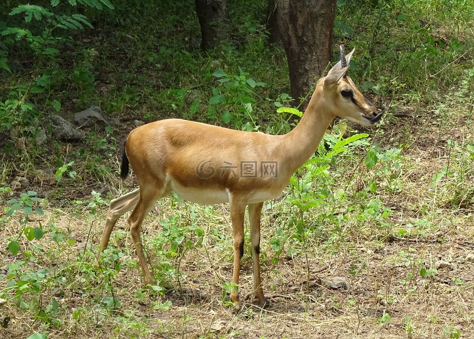 chinkara,gazella bennettii,印度的瞪羚
