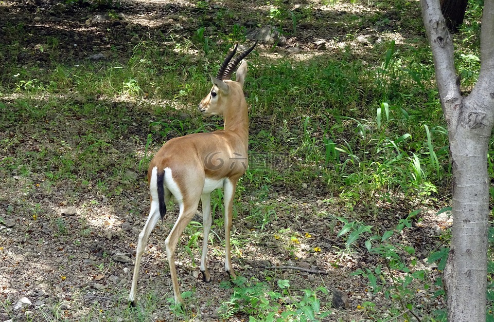 chinkara,gazella bennettii,印度的瞪羚