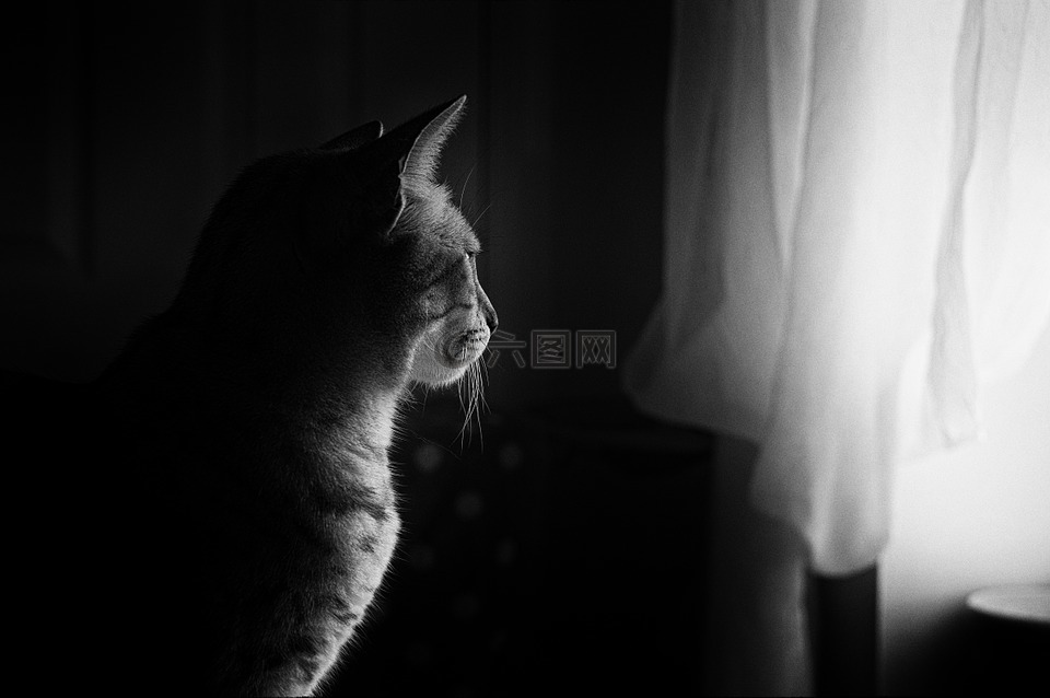 猫,窗口光,猫的