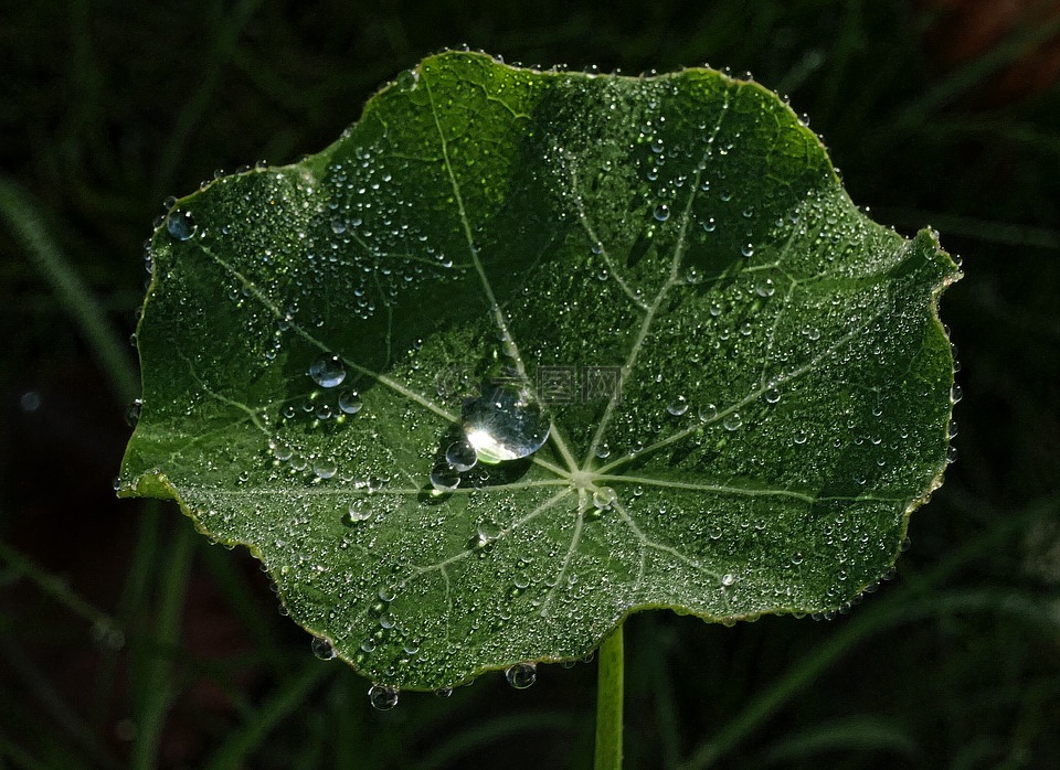 叶子,一滴水,焊菜属的植物