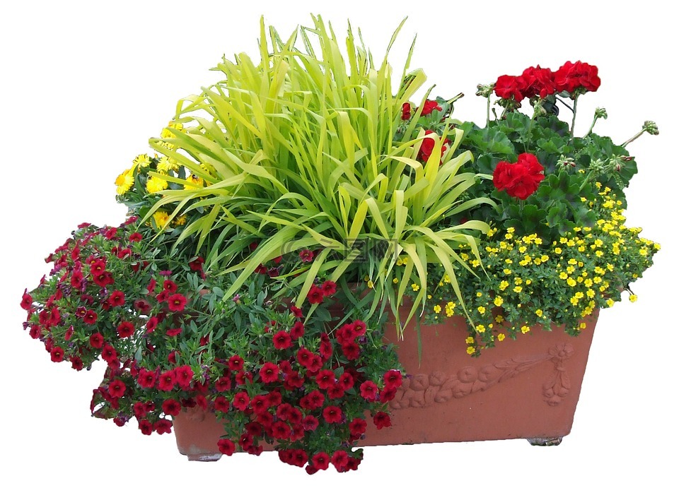 花槽,鲜花,种植