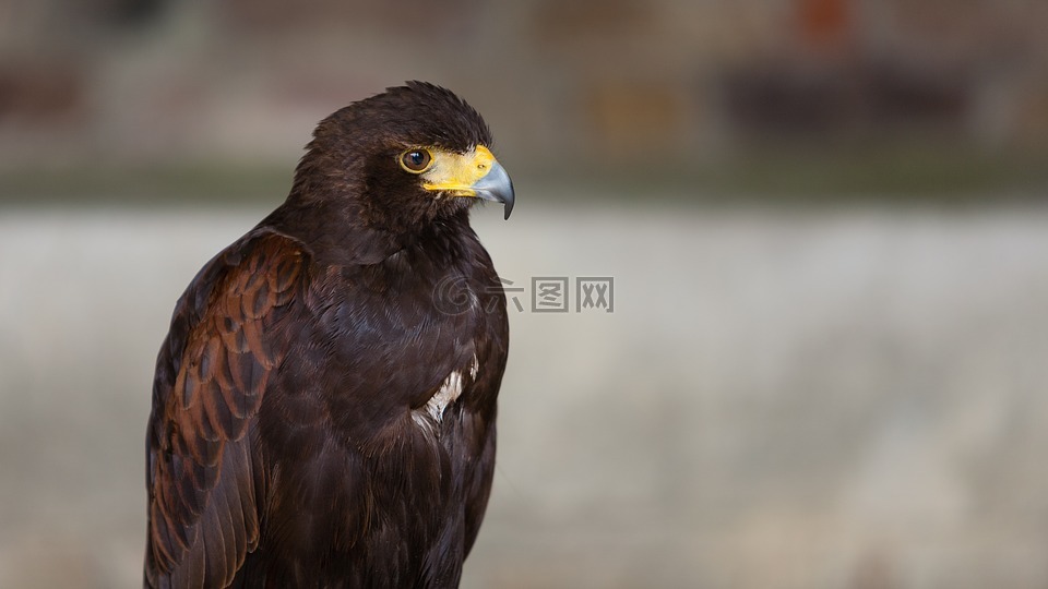 哈里斯鹰 捕食鸟 鹰高清图库素材免费下载 图片编号 六图网