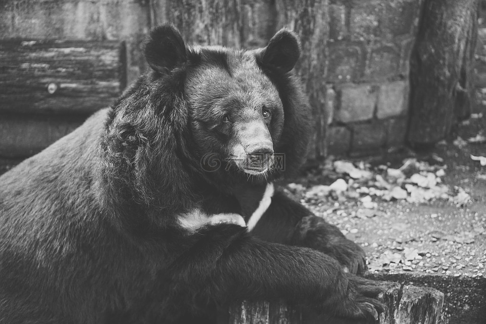 熊,圈养,黑与白