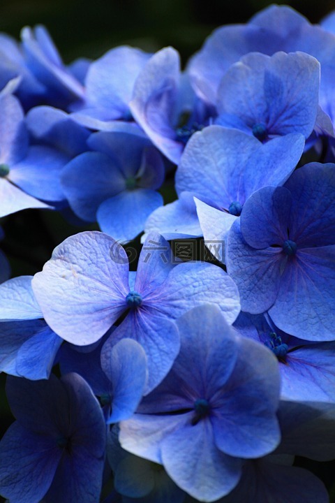 美丽,蓝色,鲜花
