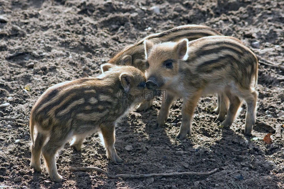 野生,野猪,森林