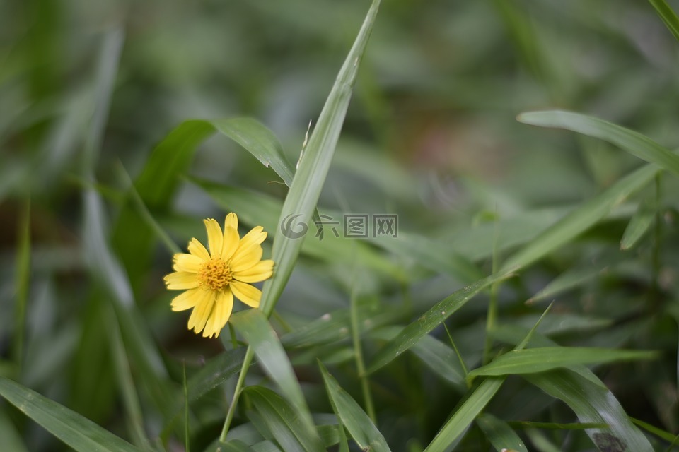 缅甸,花,仰光