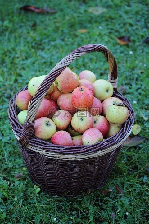 苹果,购物篮,秋季
