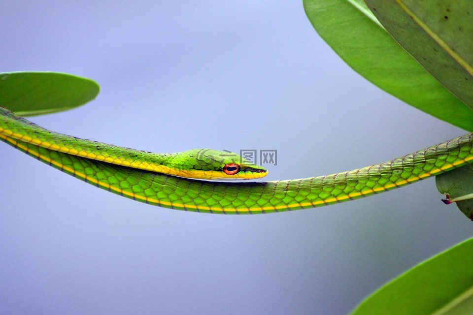 绿色,稳定,蛇
