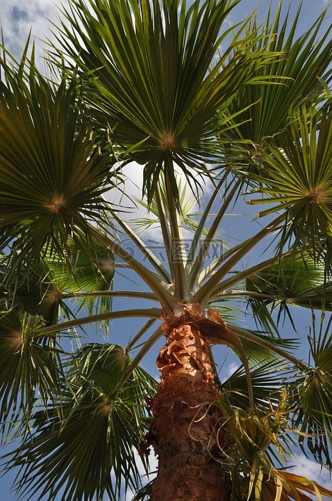 约旦,夏天,棕榈