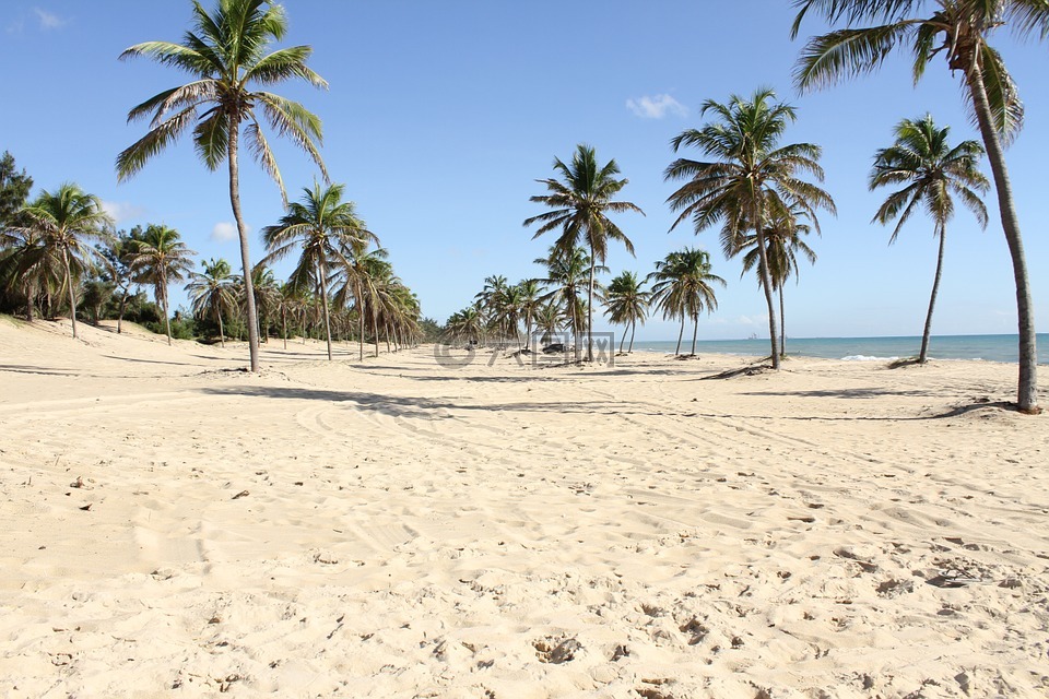 堡垒,海滩,椰子树