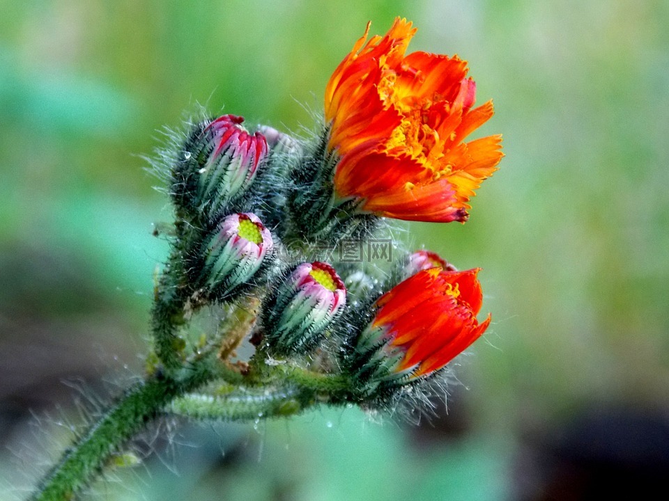 hawkweed,复合材料,红桔hawkweed