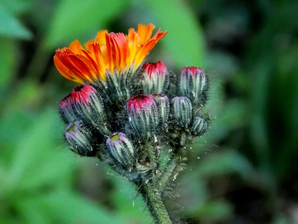 hawkweed,复合材料,红桔hawkweed