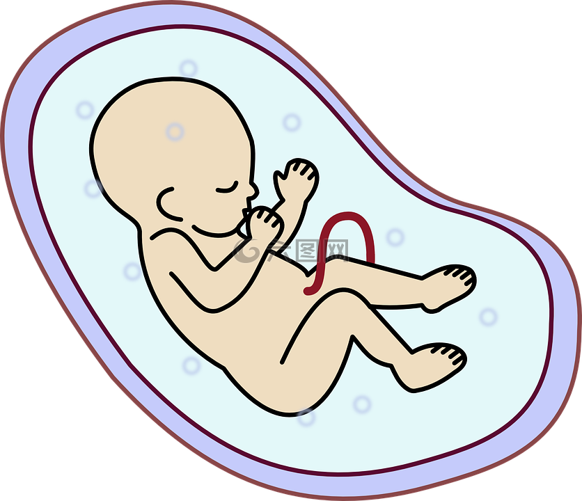 胚胎,人类,婴儿