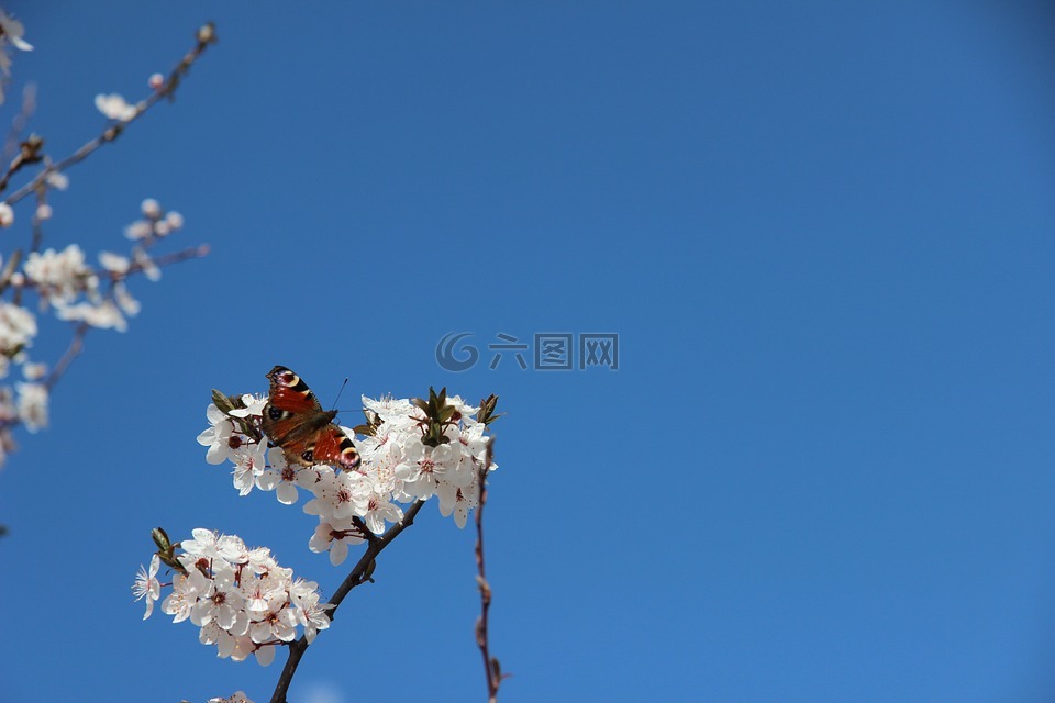春天,蝴蝶,春