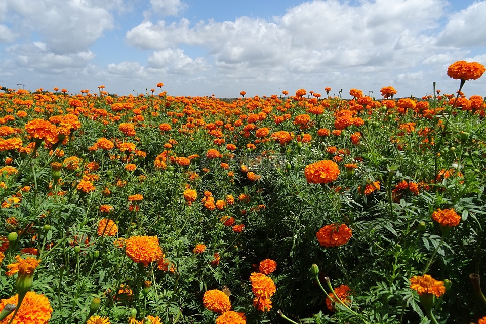 花,万寿菊,橙色