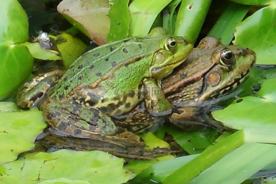 青蛙,池塘,爱情