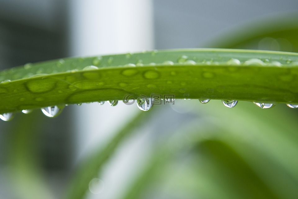 滴,雨滴,绿色的植物