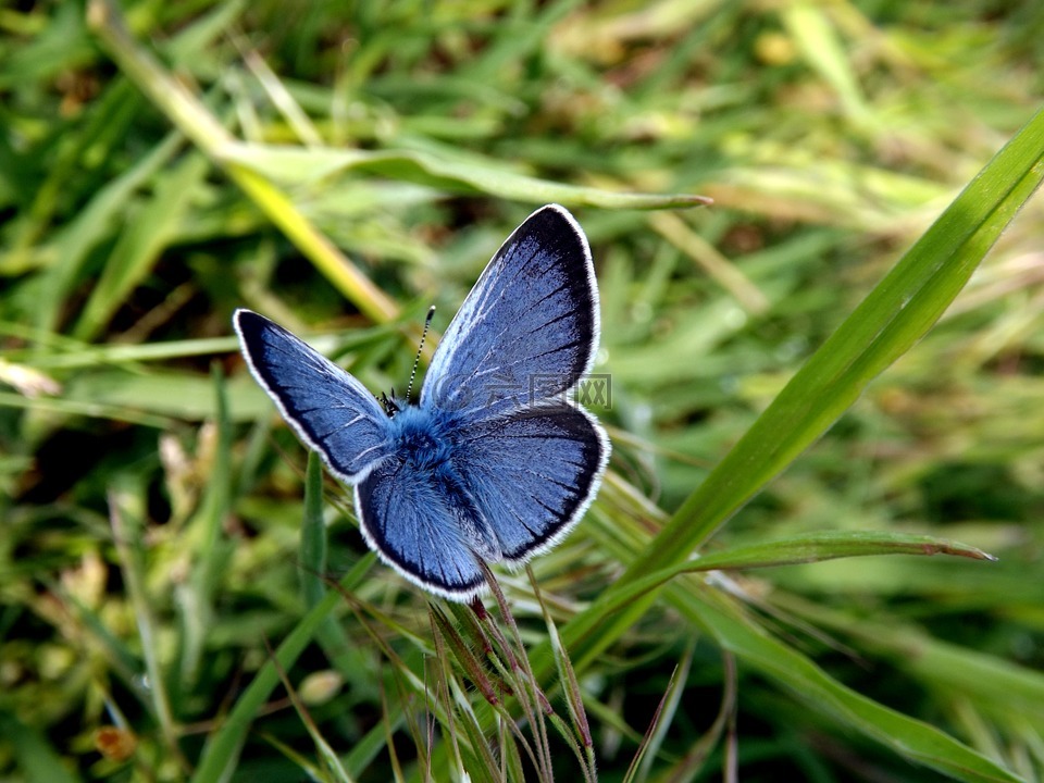 蝴蝶,蓝色,翅膀