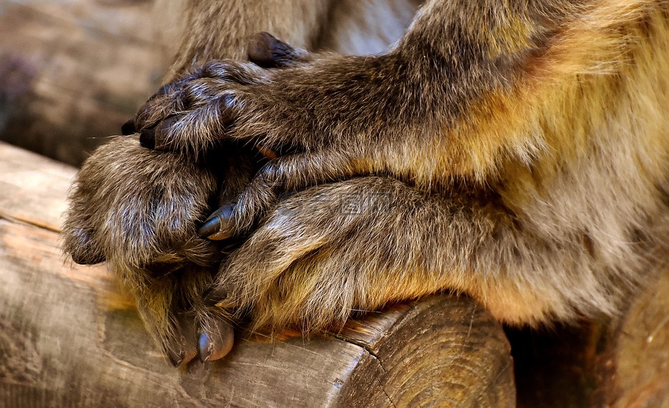巴巴利猿,手,脚