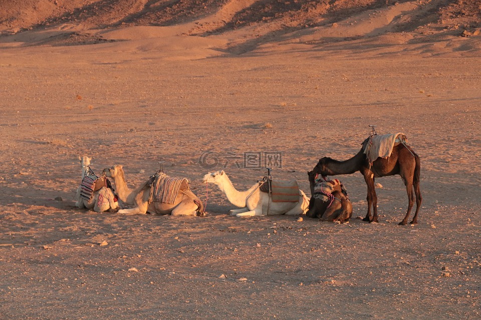 骆驼,动物,大篷车