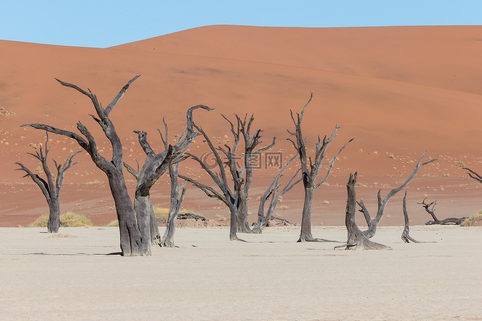 deadvlei,沙漠,树