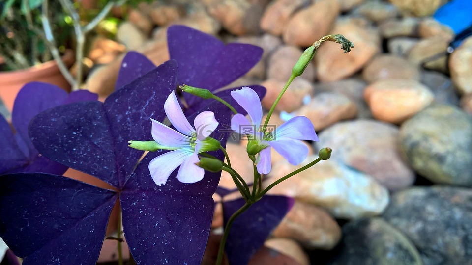 紫色,酢浆草,花