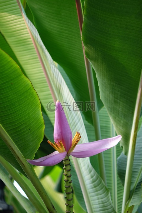 紫苞芭蕉,蓮花蕉,芭蕉科