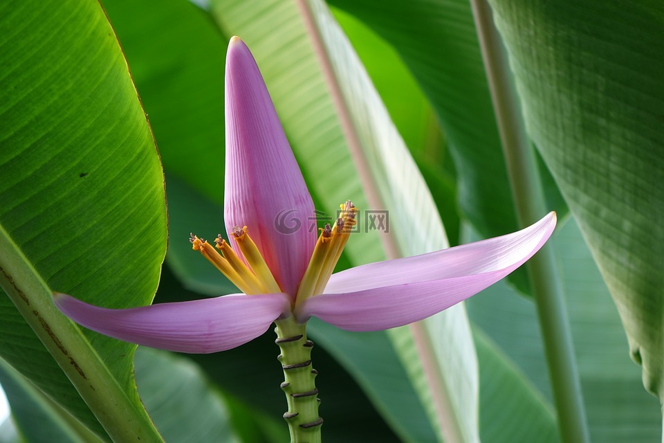 紫苞芭蕉,蓮花蕉,芭蕉科