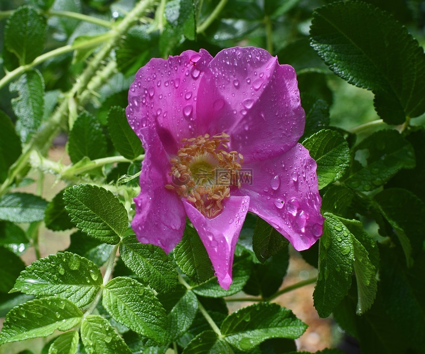 热粉红色的藿香雨滴,特写,雨滴