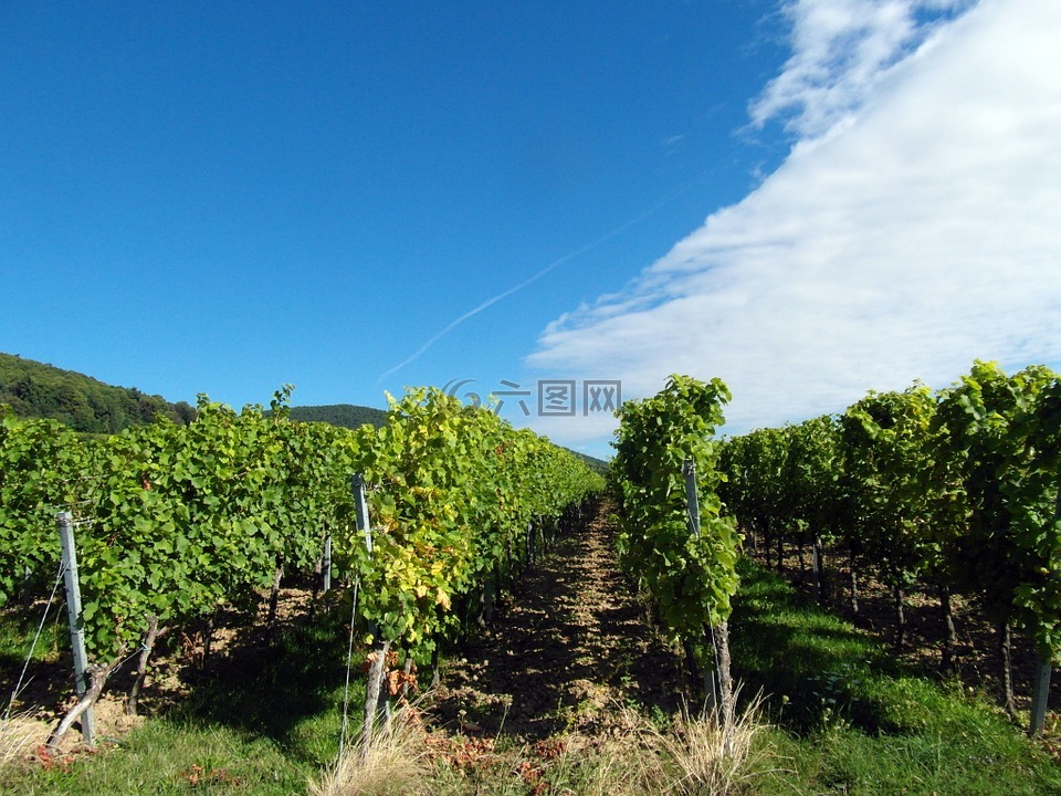 葡萄酒,葡萄酒产量,新酒