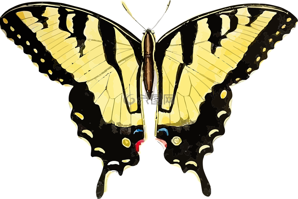 动物 蝴蝶 昆虫高清图库素材免费下载 图片编号 六图网