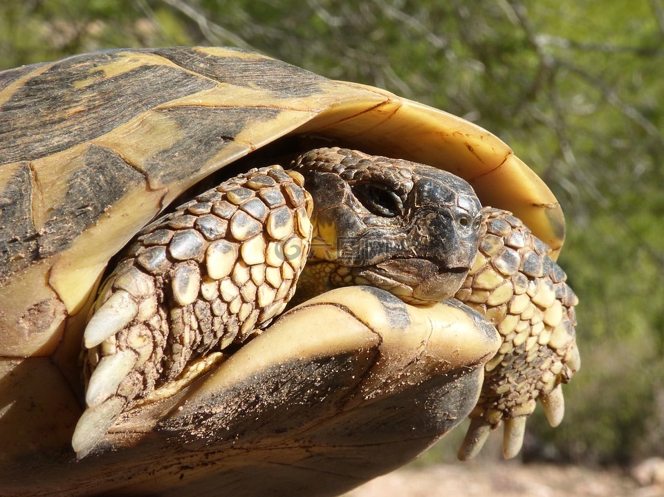 地中海龟,龟,受保护的物种