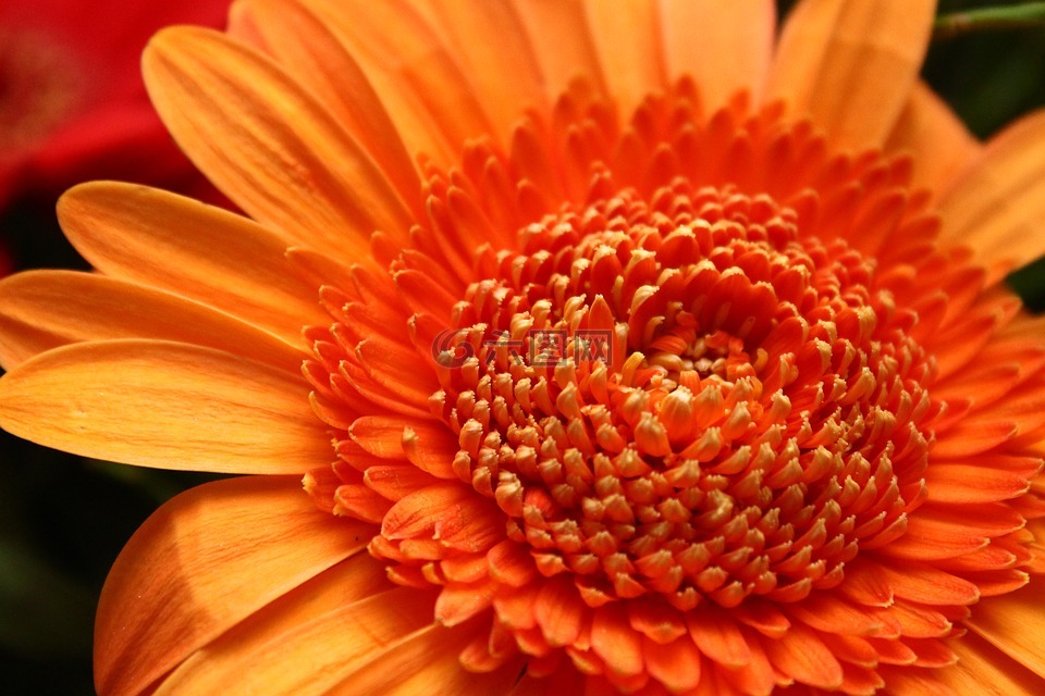 花卉,橙色,切花