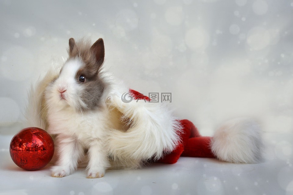 圣诞节,侏儒兔,第