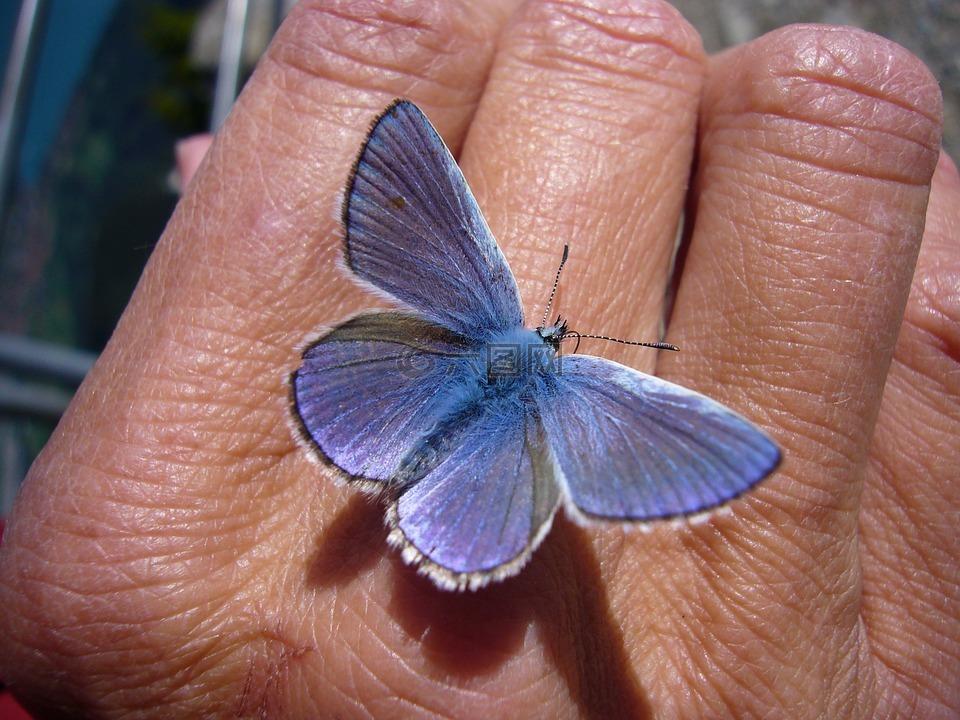 蝴蝶,常见蓝