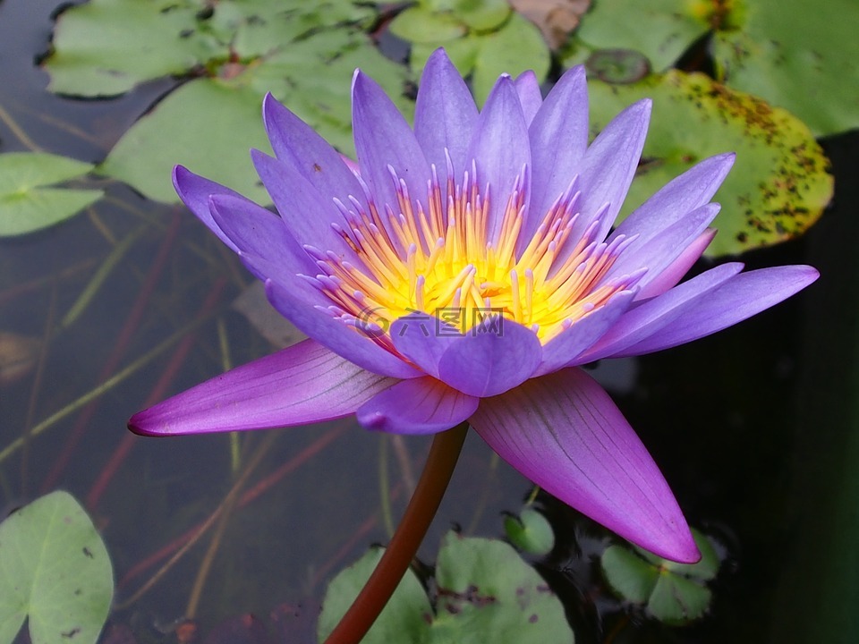 lotus,蓮花,紫色