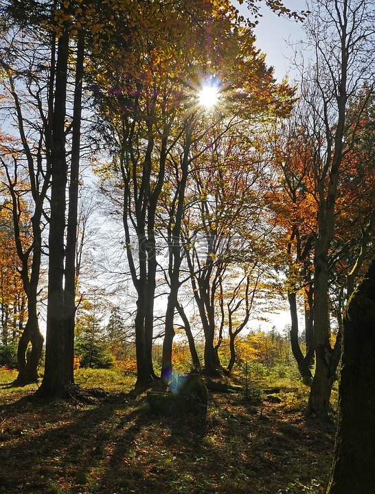 秋天的太阳,金秋十月,森林