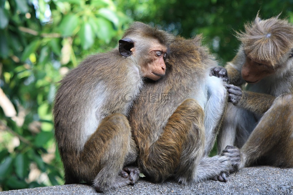 猴子,斯里兰卡,旅行