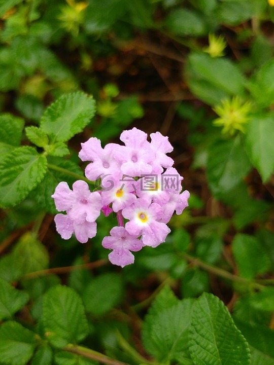 光紫色,花,植物