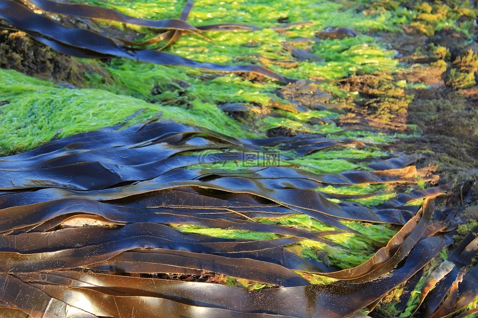 海藻,海带,自然