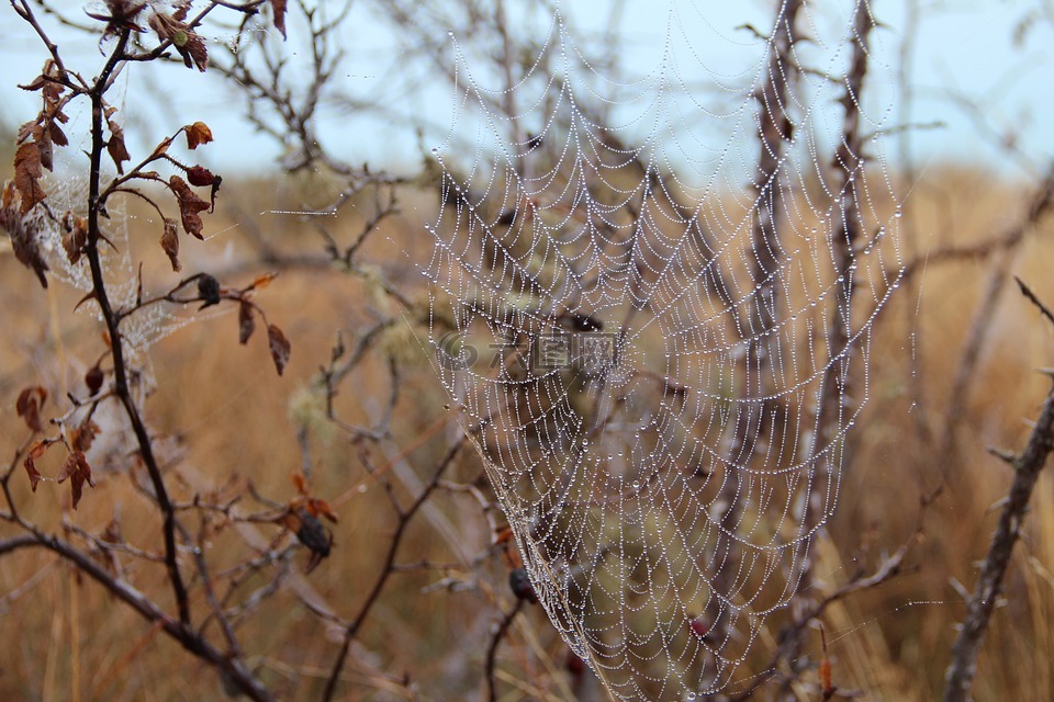 蛛网,秋季,蜘蛛网