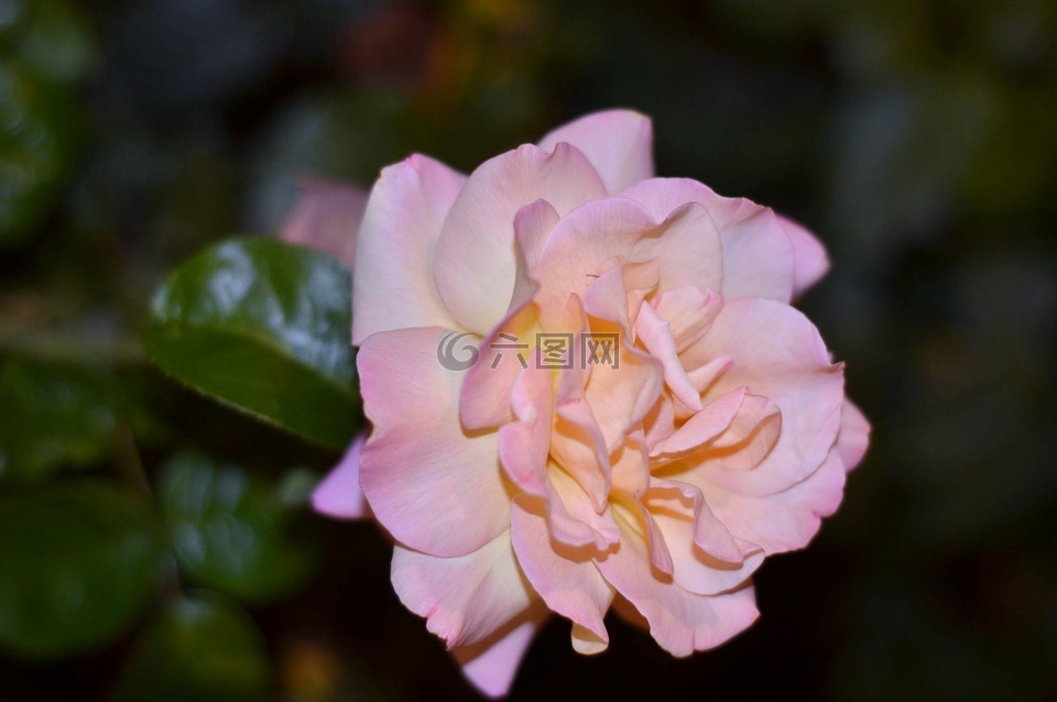 的欲望,花卉,摄影