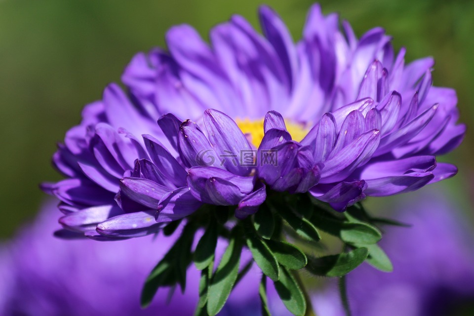 阿斯特拉,紫色的astra,花卉