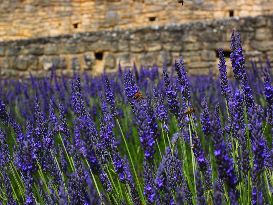 熏衣草,鲜花,蓝色