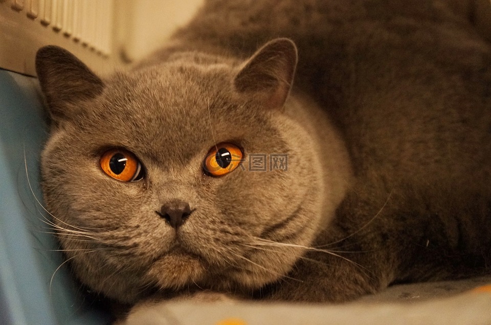 猫,橙色,灰色