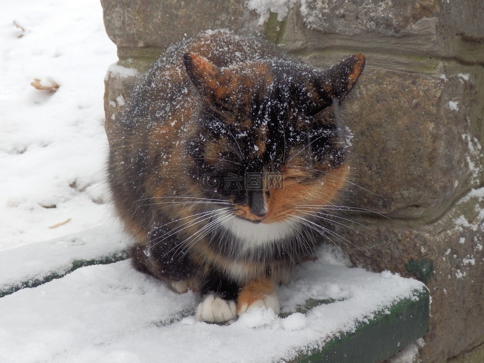 猫,无家可归,冬季