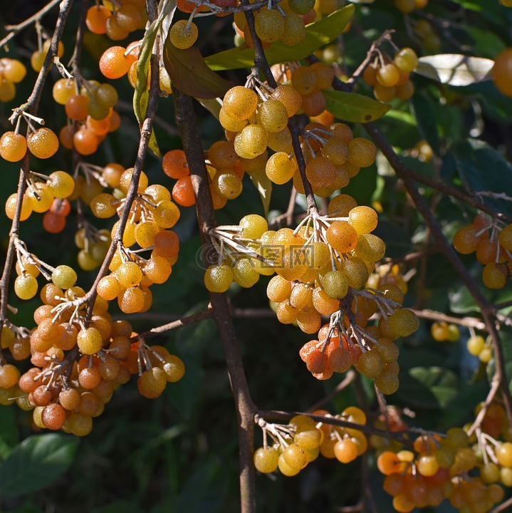 成熟秋季橄榄浆果,灌木,植物
